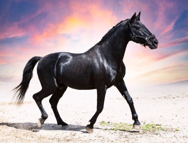 Doğada siyah bir aygır portresi