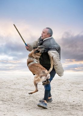 Genç Belçikalı çoban köpeği doğada güvenlik eğitimi alıyor.