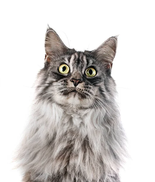 Maine Coon Chat Face Fond Blanc — Photo