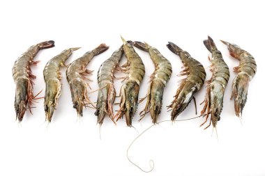 king prawn in front of white background