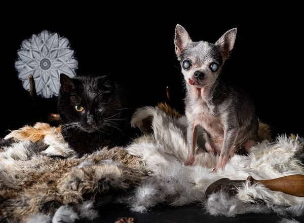 Blind Chihuahua Black Cat Voodoo Accessory Posing Front Black Background — Stok fotoğraf