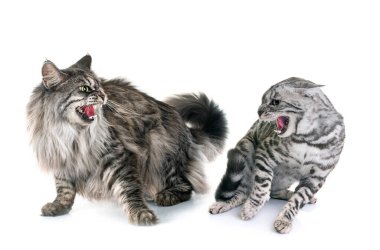 maine coon cat and bengal cat  in front of white background