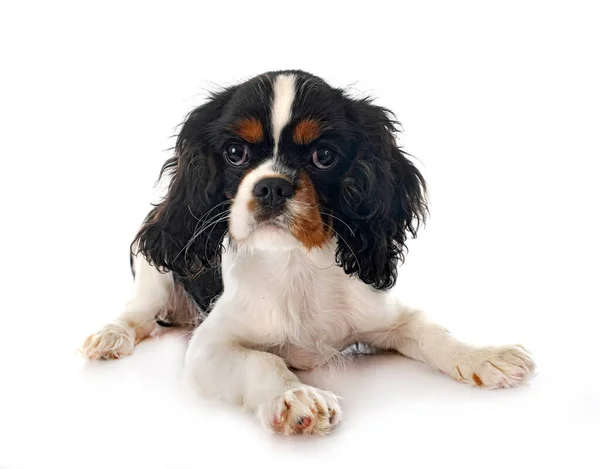 Young Cavalier King Charles Front White Background — Stock Photo, Image