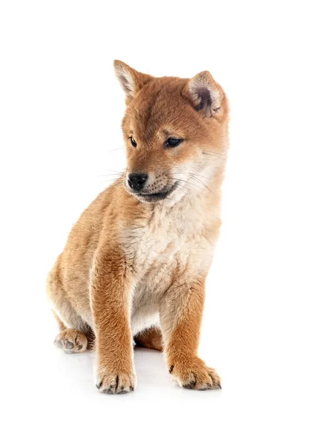 Young Shiba Inu Front White Background — Stock Photo, Image