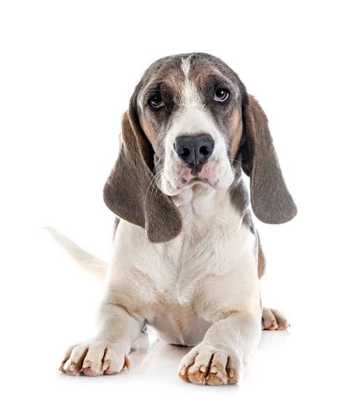 Jong Beagle Voorkant Van Witte Achtergrond — Stockfoto