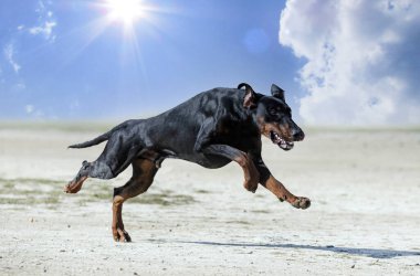 Genç Dobermann doğada korunma eğitimi alıyor. 