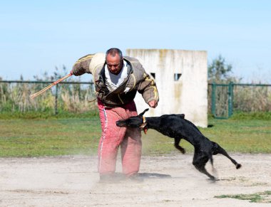 Genç Dobermann doğada korunma eğitimi alıyor. 