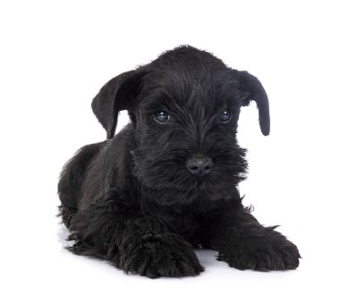 Beyaz arkaplan önünde minyatür schnauzer