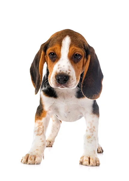 Young Beagle Front White Background — Stock Photo, Image