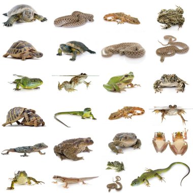 Beyaz arkaplan önünde Avrupa sürüngenleri ve amfibiler
