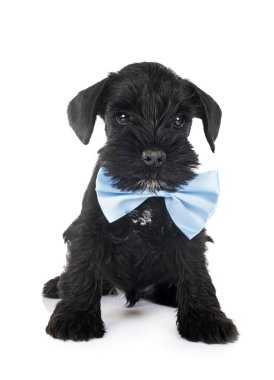 Beyaz arkaplan önünde minyatür schnauzer