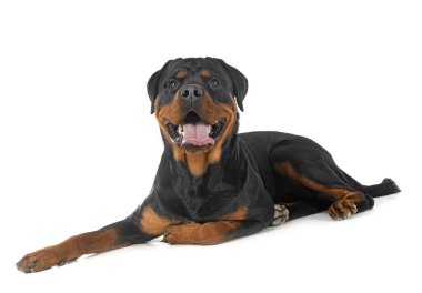 Beyaz arkaplan önünde safkan rottweiler