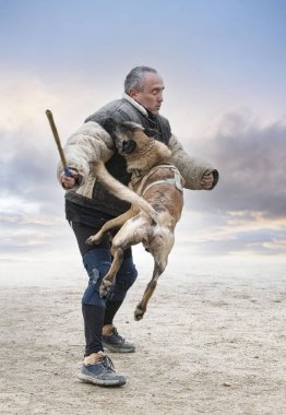 Genç Belçikalı çoban köpeği doğada güvenlik eğitimi alıyor.