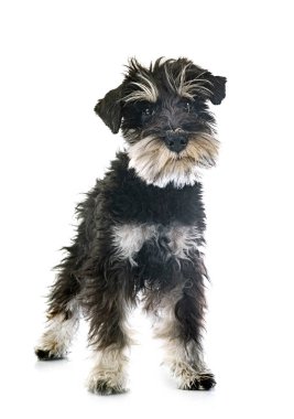 Beyaz arkaplan önünde minyatür schnauzer