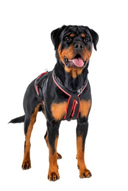 Beyaz arkaplan önünde safkan rottweiler