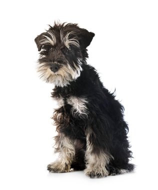 Beyaz arkaplan önünde minyatür schnauzer