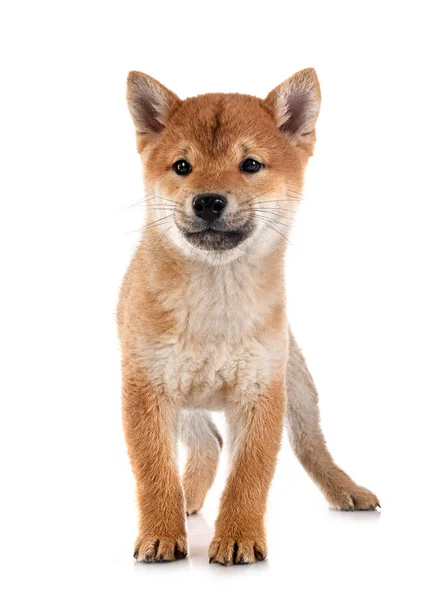Young Shiba Inu Front White Background — Stock Photo, Image