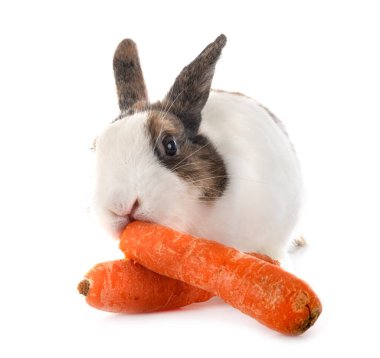 Beyaz arkaplanın önünde Rex Rabbit