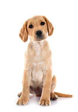 Beyaz arka planda köpek yavrusu Labrador Retriever