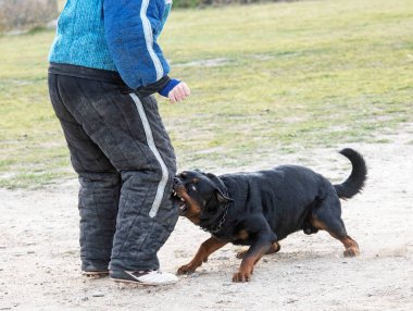 Genç Rottweiler koruma sporu ve polis eğitimi alıyor.