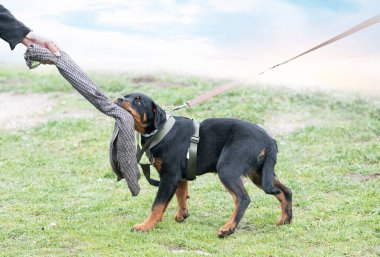 Genç köpek yavrusu Rottweiler doğada eğitim görüyor. 