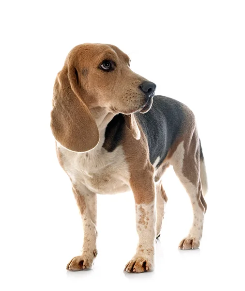 Jovem Beagle Frente Fundo Branco — Fotografia de Stock