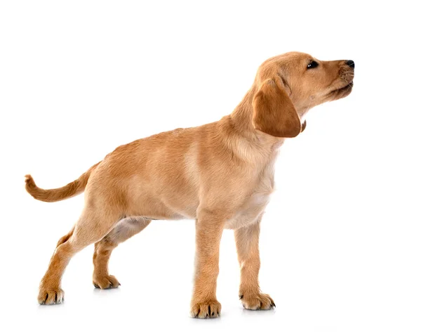 在白色背景前检索的幼犬拉布拉多犬 — 图库照片