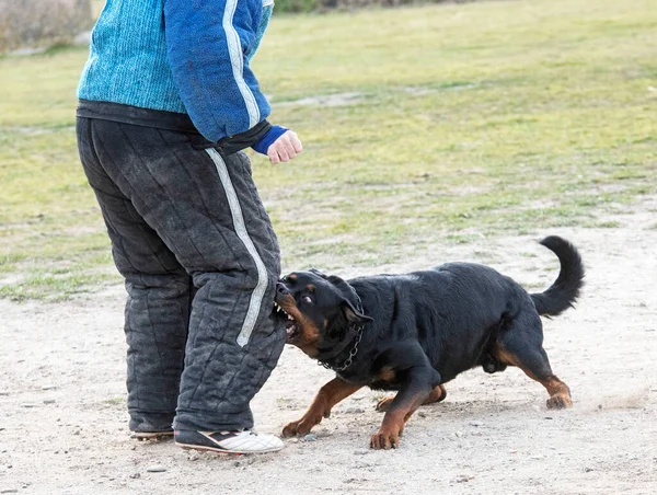 Genç Rottweiler Koruma Sporu Polis Eğitimi Alıyor — Stok fotoğraf