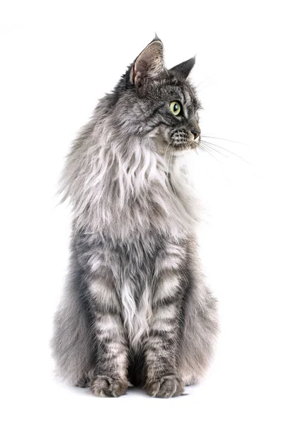 白地の前にいるメーン カヌー猫 — ストック写真