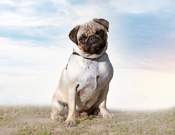 Picture Puppy Pug Free Garden — Stock Photo, Image