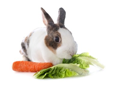 Beyaz arkaplanın önünde Rex Rabbit