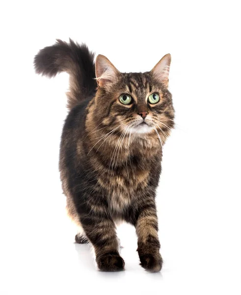 Maine Coon Cat Front White Background — Stock Photo, Image