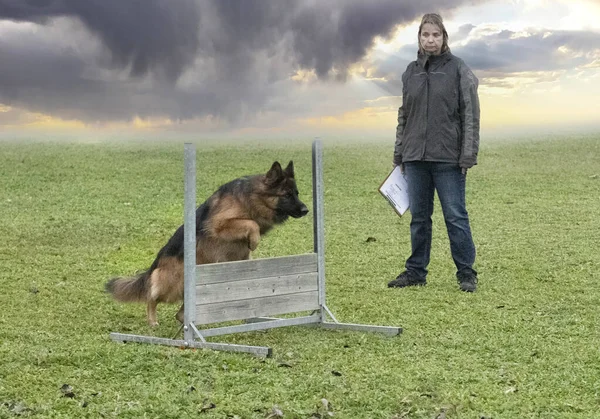 服従の競争のための灰色のドイツの羊飼いの訓練 — ストック写真