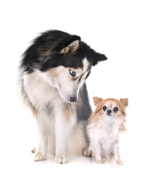 年轻的西伯利亚人Husky和Chihuahua在白色背景前 — 图库照片