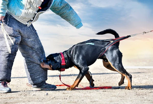 Κατάρτιση Νέων Rottweiler Για Την Προστασία Του Αθλητισμού Και Της — Φωτογραφία Αρχείου