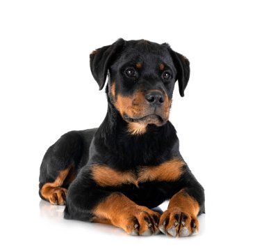 Beyaz arkaplan önünde köpek yavrusu rottweiler