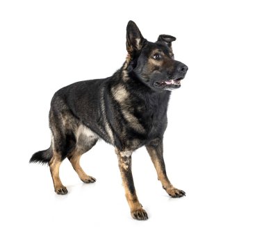 Beyaz arka planda kıdemli Alman çoban köpeği.