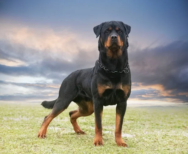 Young Rottweiler Stayingin Nature Summer — Zdjęcie stockowe