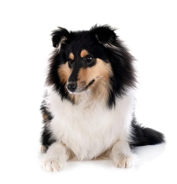Young Rough Collie Front White Background — Stock Photo, Image