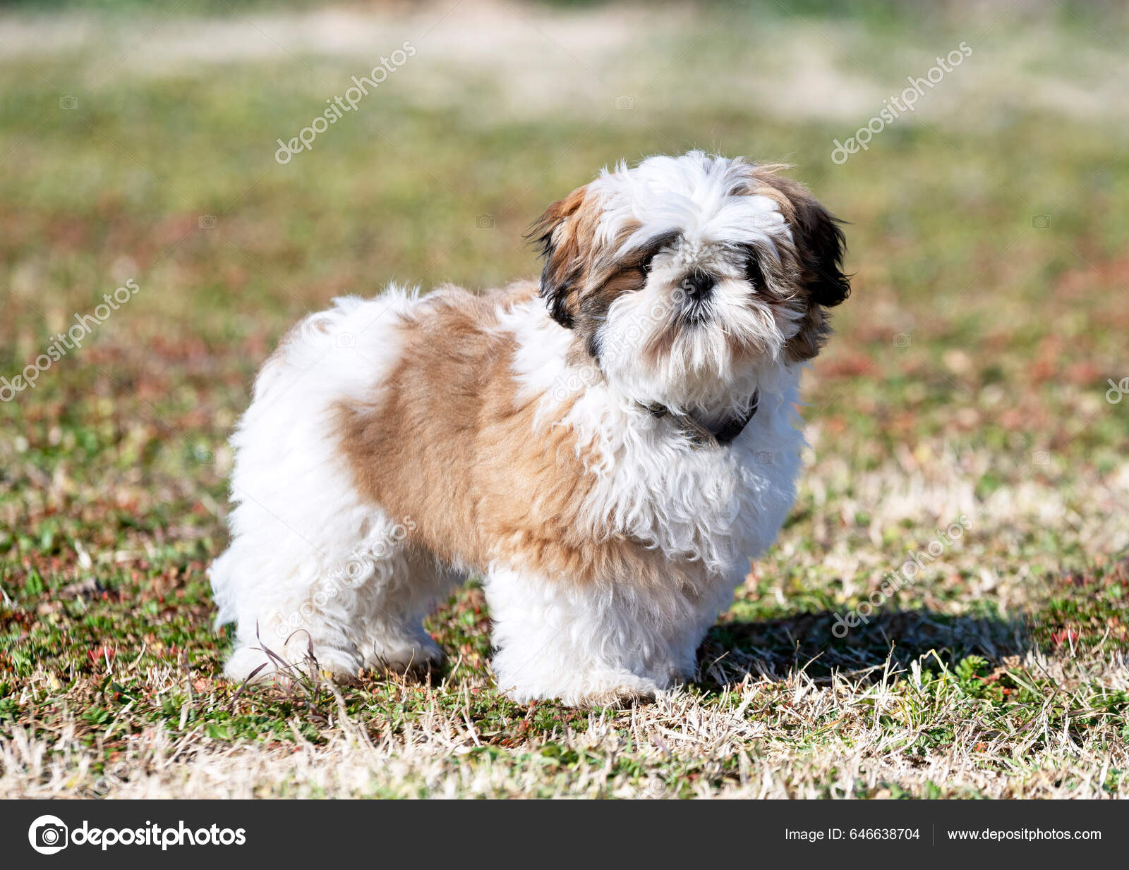 Foto Cachorro Shih Tzu Jardim fotos, imagens de © cynoclub #646638704