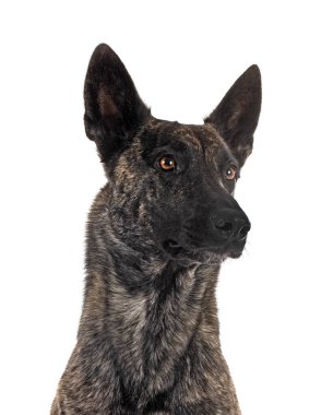 Beyaz arka plan önünde Hollandalı çoban