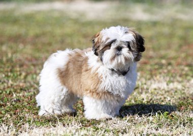 Bahçedeki bir köpek yavrusu Shih Tzu 'nun resmi