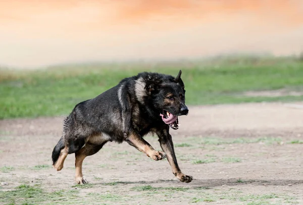 Taat Için Doğadaki Genç Alman Çoban Köpeği Eğitimi — Stok fotoğraf