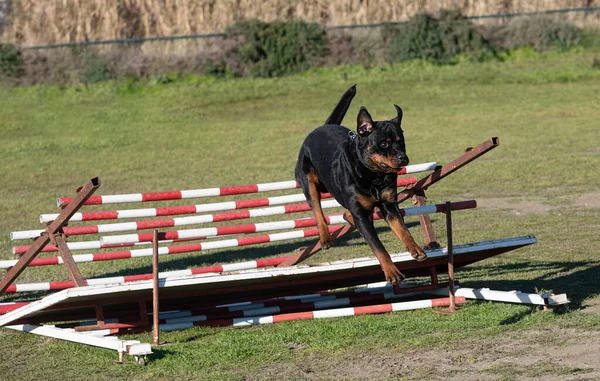Entraînement Pour Rottweiler Sur Une Clôture Pour Discipline Obéissance — Photo