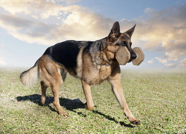 Genç Alman Çoban Köpeği Doğada Güvenlik Eğitimi Alıyor — Stok fotoğraf