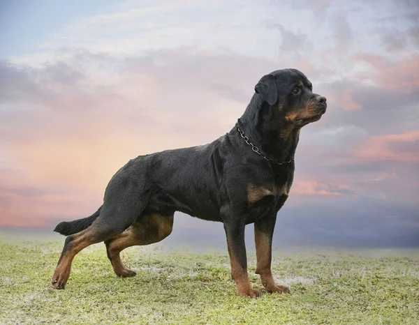 Cachorro Rottweiler Corriendo Naturaleza Verano — Foto de Stock