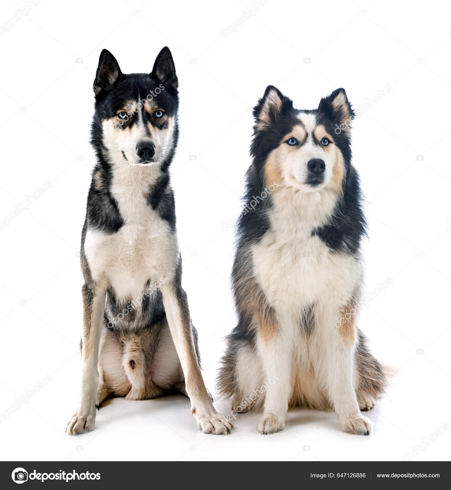 Pomchi Chi Pom Pom Kennel Pomchi Dog Breed Health And Care PetMD, image size:1564x1700