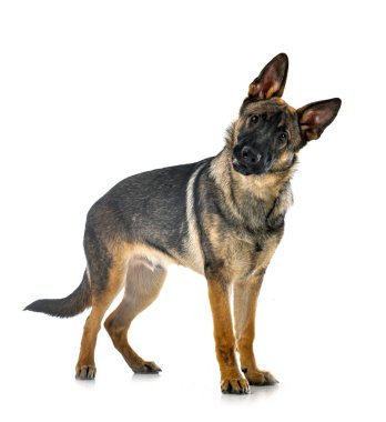 Genç Alman çoban köpeği beyaz arka planda.