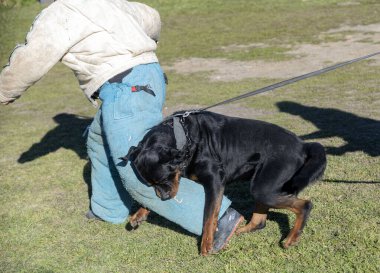 Genç Rottweiler koruma sporu ve polis eğitimi alıyor.
