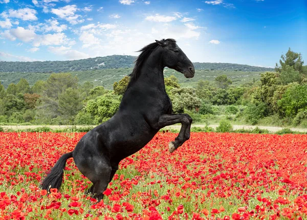 Koni Dívka Trénuje Svého Černého Koně — Stock fotografie